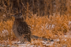 Roadrunner_in_snow_Bosque_Del_Apache_NWR_New_Mexico