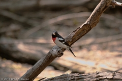 Rose-breasted_Grosbeak_Port_Aransas_Texas