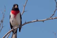 Rose-breasted_Grosbeak_South_Padre_Island_Texas