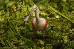Roseate_Spoonbill_Corkscrew_Swamp_Sanctuary_Florida