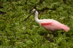 Roseate_Spoonbill_Corkscrew_Swamp_Sanctuary_Florida_