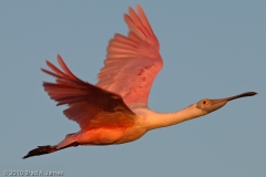 Roseate_Spoonbill_Evening_Heading_to_Roost_2_Port_Aransas_Texas