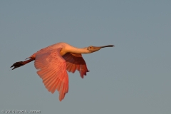 Roseate_Spoonbill_Evening_Heading_to_Roost_Port_Aransas_Texas