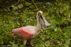 Roseate_Spoonbill_Open_Bill_Corkscrew_Swamp_Sanctuary_Florida