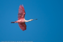 Roseate_Spoonbill_Port_Aransas_Texas