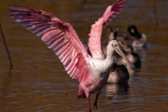 Roseate_Spoonbill_Wing_Spread_Goose_Island_Texas