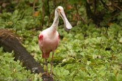 Roseate_Spoonbill_on_Log_Corkscrew_Swamp_Sanctuary_Florida
