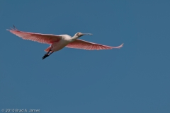 Roseate_Spoonbill_on_the_Wing_Mustang_Island_Texas_1