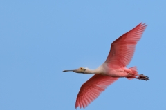 Roseate_Spoonbill_on_the_Wing_Port_Aransas_Texas