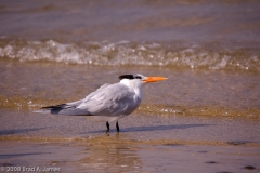 Royal_Tern_-_Homosassa_Springs_Florida