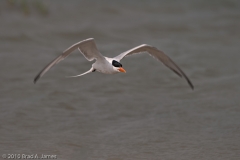 Royal_Tern_on_the_Wing_Rockport_Texas