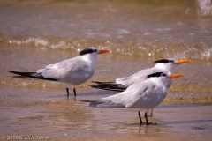 Royal_Terns_Padre_Island_National_Seashore_Texas