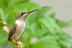 Ruby-throated_Hummingbird_Tongue_Brazos_Bend_State_Park_Texas