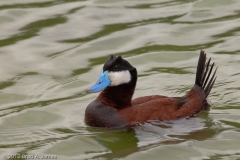 Ruddy_Duck_Male_Defending_Territory_Mustang_Island_Texas