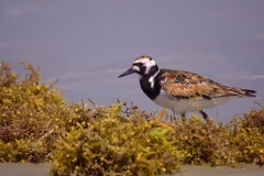 Ruddy_Turnstone_Closeup_Mustang_Island_Texas