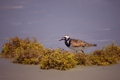 Ruddy_Turnstone_Mustang_Island_Texas