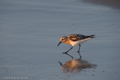 Sanderling_Morning_Light_Mustang_Island_State_Park_Texas