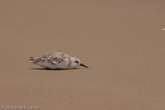 Sanderling_Mustang_Island_State_Park_Texas