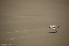 Sanderling_Padre_National_Seashore_Texas