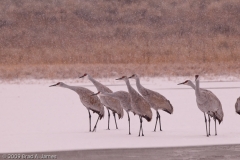 Sandhill_Crane_Group_in_Snow_Ready_for_Take_Off_Bosque_Del_Apache_NWR_New_Mexico
