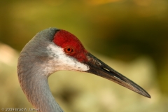 Sandhill_Crane_Head_Shot_Homosassa_Springs_Florida