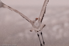 Sandhill_Crane_on_Wing_in_Snowstorm_Close_Bosque_Del_Apache_NWR_New_Mexico