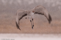 Sandhill_Crane_on_Wing_in_Snowstorm_Downstroke_Bosque_Del_Apache_NWR_New_Mexico