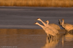 Sandhill_Cranes_Group_Ready_for_Take_Off_Bosque_Del_Apache_NWR_New_Mexico