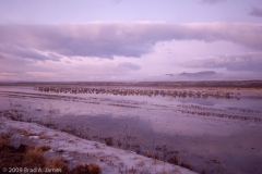 Sandhill_Cranes_Group_in_Pond_Before_Sunrise_Bosque_Del_Apache_NWR_New_Mexico