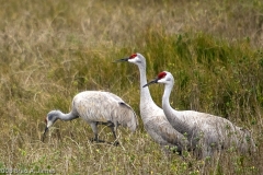 Sandhill_Cranes_Munching_on_Carolina_Wolfberries_Aransas_NWR_Texas