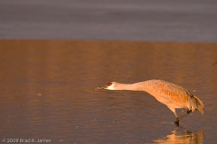 Sandhill_Cranes_Ready_for_Take_Off_Bosque_Del_Apache_NWR_New_Mexico