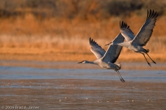 Sandhill_Cranes_on_the_Wing_Bosque_Del_Apache_NWR_New_Mexico