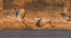 Sandhill_Launch_Sequence_Bosque_Del_Apache_NWR_New_Mexico