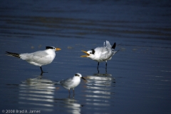 Sandwich_Tern_Padre_Island_National_Seashore_Texas