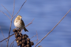 Savannah_Sparrow_-_Hornsby_Bend_Austin_Texas