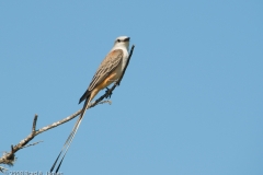 Scissor-Tailed_Flycatcher_Corpus_Christi_Lake_Texas
