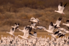 Snow_Geese_Blast_Off_Bosque_Del_Apache_NWR_New_Mexico
