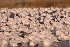 Snow_Geese_Mass_Sunrise_Bosque_Del_Apache_NWR_New_Mexico