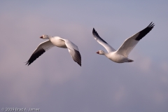 Snow_Geese_Pair_on_the_Wing_Bosque_Del_Apache_NWR_New_Mexico