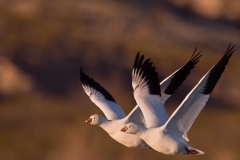 Snow_Geese_on_the_Wing_Bosque_Del_Apache_NWR_New_Mexico
