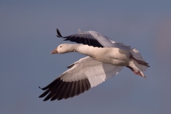 Snow_Goose_Landing_Bosque_Del_Apache_NWR_New_Mexico