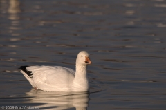 Snow_Goose_Single_Floating_Bosque_Del_Apache_NWR_New_Mexico