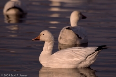 Snow_Goose_Single_on_the_Water_Bosque_Del_Apache_NWR_New_Mexico