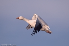 Snow_Goose_Single_on_the_Wing_Downstroke_Bosque_Del_Apache_NWR_New_Mexico