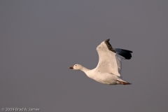 Snow_Goose_Single_on_the_Wing_Upstroke_Bosque_Del_Apache_NWR_New_Mexico