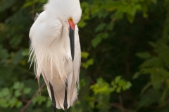 Snowy_Egret_McKinney_Falls_State_Park_Texas