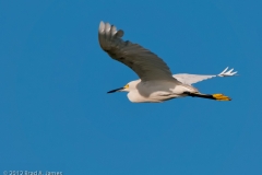 Snowy_Egret_on_the_Wing