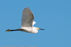 Snowy_Egret_on_the_Wing_Port_Aransas_Texas