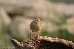 Sparrow_South_Llano_River_State_Park_Texas