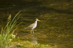 Spotted_Sandpiper_-_McKinney_Falls_State_Park_Texas